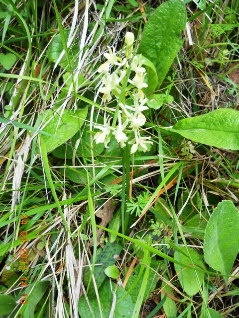 O.mascula, O.pauciflora, O.x colemanii...